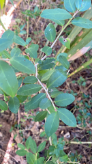 Ilex vomitoria