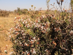 Ancylobothrys capensis