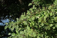 Cornus sanguinea australis