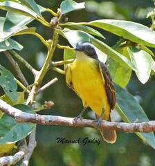 Myiozetetes cayanensis