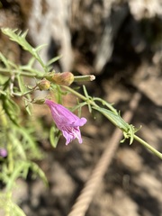 Penstemon richardsonii