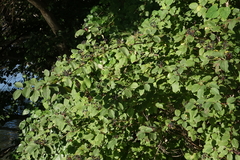 Cornus sanguinea australis