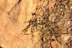 Ancylobothrys capensis