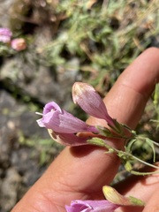 Penstemon richardsonii