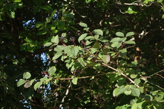 Cornus sanguinea australis