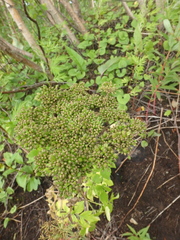 Angelica gmelinii