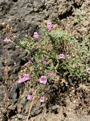 Penstemon richardsonii