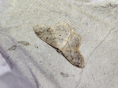 Idaea biselata