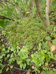 Angelica gmelinii