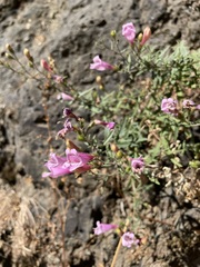 Penstemon richardsonii