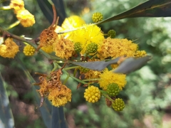 Acacia retinodes