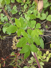 Angelica gmelinii