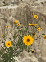 Viguiera