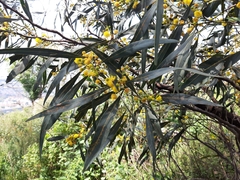 Acacia retinodes
