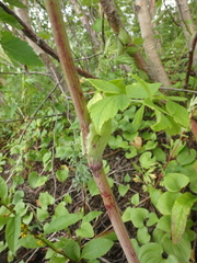 Angelica gmelinii