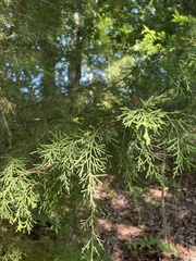Juniperus virginiana virginiana