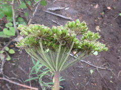 Angelica gmelinii
