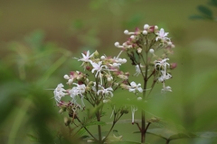 Clerodendrum infortunatum