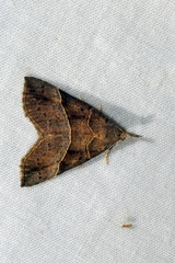 Hypena deceptalis