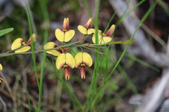 Bossiaea prostrata