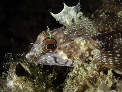 Tripterygion delaisi