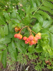 Sorbus sambucifolia