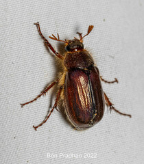 Holochelus