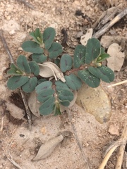 Euphorbia serrula