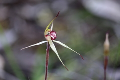 Caladenia lowanensis