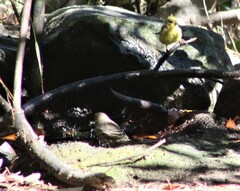Spinus psaltria