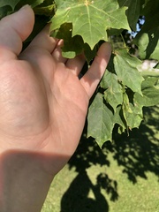 Acer nigrum
