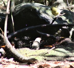 Spinus psaltria