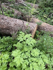 Actaea laciniata