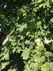 Acer nigrum