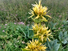 Gentiana lutea