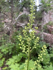 Actaea laciniata