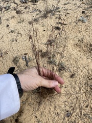 Bulbostylis ciliatifolia