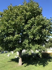 Acer nigrum