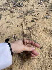 Bulbostylis ciliatifolia