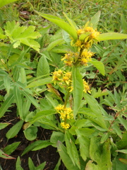 Solidago cuprea