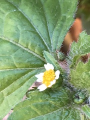Galinsoga quadriradiata