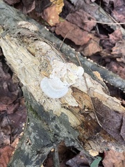 Trametes lactinea