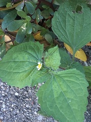Galinsoga quadriradiata