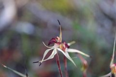 Caladenia lowanensis