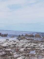 Phalacrocorax carbo lucidus