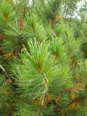 Pinus pumila