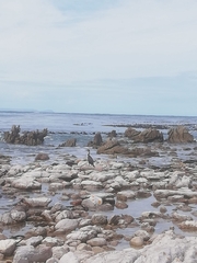Phalacrocorax carbo lucidus