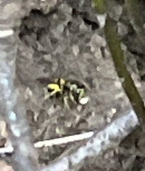 Vespula maculifrons