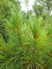 Pinus pumila