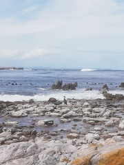 Phalacrocorax carbo lucidus